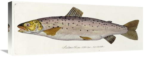 Global Gallery GCS-267538-30-142 30 in. Salmon Engraving Art Print - B