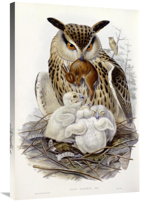 Global Gallery GCS-268028-36-142 36 in. A Great Owl & Chicks Art Print
