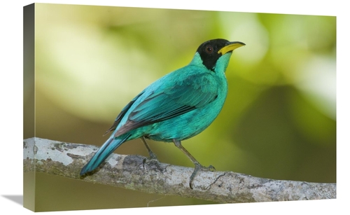 Global Gallery GCS-397286-1624-142 16 x 24 in. Green Honeycreeper Male