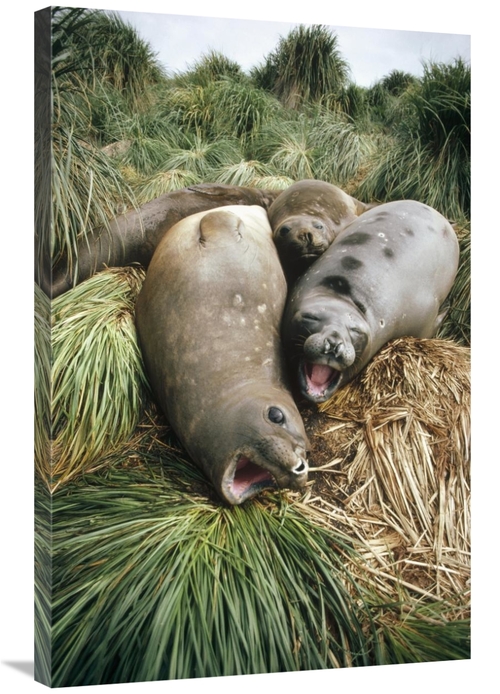 Global Gallery GCS-451308-2436-142 24 x 36 in. Southern Elephant Seal 
