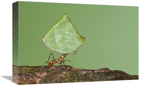 Global Gallery GCS-397305-1218-142 12 x 18 in. Leafcutter Ant Carrying