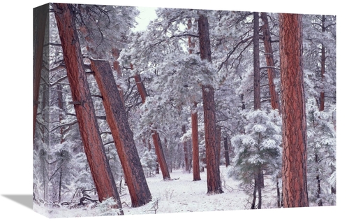 Global Gallery GCS-396609-1216-142 12 x 16 in. Ponderosa Pines with Sn