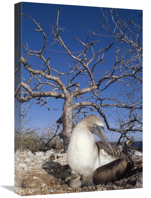 Global Gallery GCS-451138-1624-142 16 x 24 in. Blue-Footed Booby with 