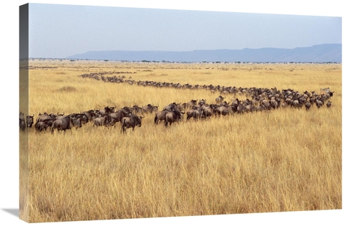 Global Gallery GCS-452968-2030-142 20 x 30 in. Blue Wildebeest Herd Mi