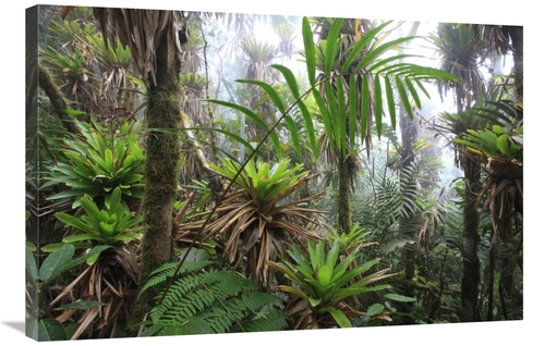 Global Gallery  24 x 36 in. Bromeliad & Tree Fern At 1600 Meters Altit