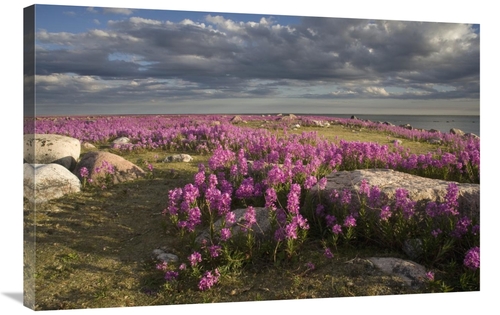 Global Gallery GCS-395404-2436-142 24 x 36 in. Fireweed Covered Island