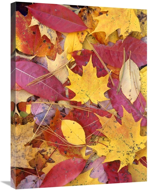 Global Gallery GCS-396149-2432-142 24 x 32 in. Sourwood & Cherry Leave