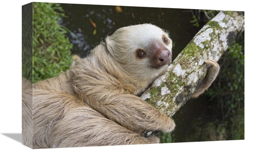 Global Gallery GCS-395830-1218-142 12 x 18 in. Hoffmanns Two-Toed Slot