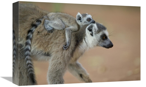 Global Gallery GCS-398117-1218-142 12 x 18 in. Ring-Tailed Lemur Baby 
