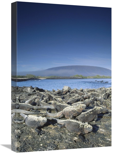 Global Gallery GCS-451041-1624-142 16 x 24 in. Marine Iguana Colony Ba