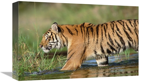 Global Gallery GCS-451987-1218-142 12 x 18 in. Siberian Tiger Walking 