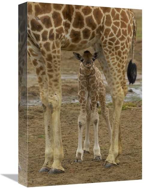 Global Gallery GCS-450852-1218-142 12 x 18 in. Rothschild Giraffe Calf