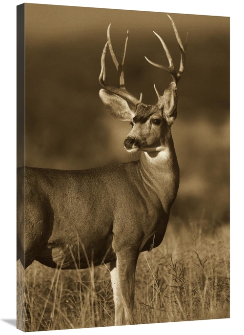 Global Gallery GCS-395918-2436-142 24 x 36 in. Mule Deer Male in Dry G