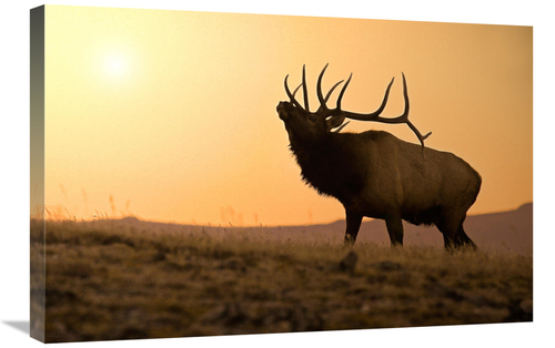 Global Gallery GCS-486442-30-142 30 in. Bull Elk at Sunset Art Print -