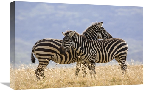 Global Gallery GCS-395328-1624-142 16 x 24 in. Burchells Zebra Pair&#4