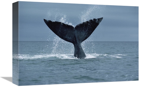 Global Gallery GCS-450646-1218-142 12 x 18 in. Southern Right Whale Fl