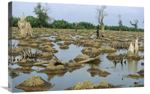 Global Gallery GCS-398121-2030-142 20 x 30 in. Mangrove in Mahakam Del