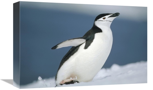 Global Gallery GCS-451288-1218-142 12 x 18 in. Chinstrap Penguin, 