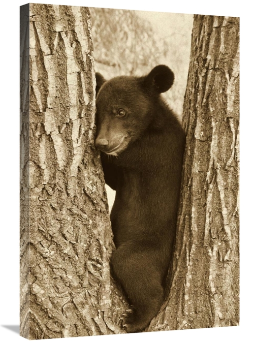 Global Gallery GCS-397485-2030-142 20 x 30 in. Asiatic Black Bear Four