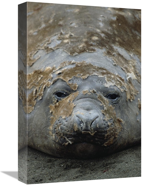 12 x 18 in. Southern Elephant Seal Molting, Macquarie Island Art P