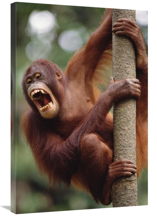 Global Gallery GCS-452768-2436-142 24 x 36 in. Orangutan Hanging on Tr