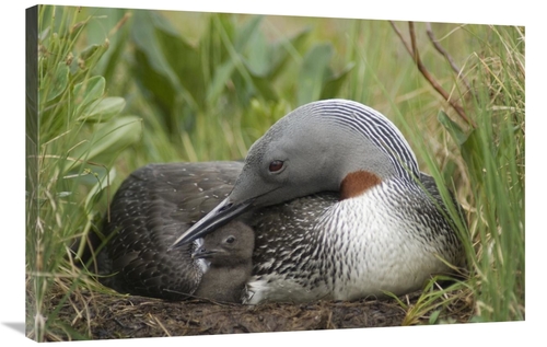 Global Gallery GCS-451940-2436-142 24 x 36 in. Red-Throated Loon with 