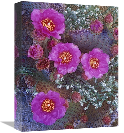 Global Gallery GCS-452217-1216-142 12 x 16 in. Beavertail Cactus Flowe