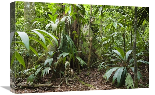 Global Gallery GCS-452691-1624-142 16 x 24 in. Lowland Rainforest,