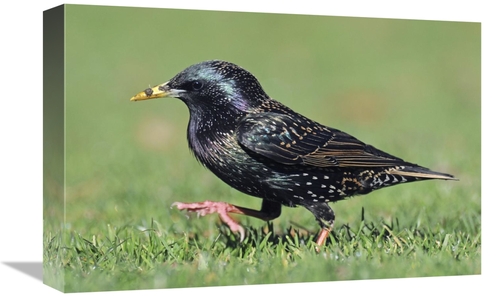 Global Gallery GCS-397454-1218-142 12 x 18 in. Common Starling Walking
