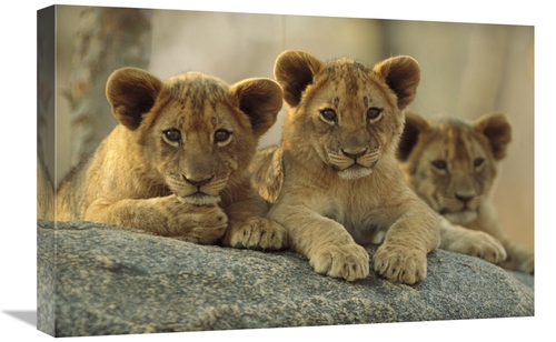 Global Gallery GCS-396866-1624-142 16 x 24 in. African Lion Three Cubs