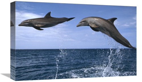 Global Gallery GCS-452328-22-142 22 in. Bottlenose Dolphin Pair Leapin