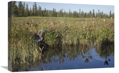 Global Gallery GCS-451943-1624-142 16 x 24 in. Red-Throated Loon on Ne