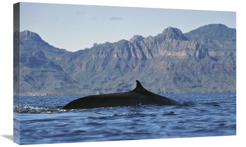 Global Gallery GCS-451692-30-142 30 in. Fin Whale At Winter Feeding Gr
