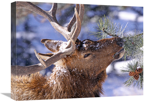 Global Gallery GCS-486504-22-142 22 in. Winter Feeding Art Print - Vic