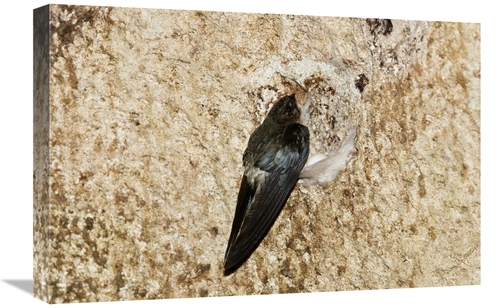 Global Gallery GCS-453630-1624-142 16 x 24 in. Edible-Nest Swiftlet on