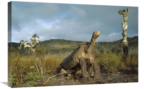 Global Gallery GCS-451273-2030-142 20 x 30 in. Pinzon Island Tortoise&