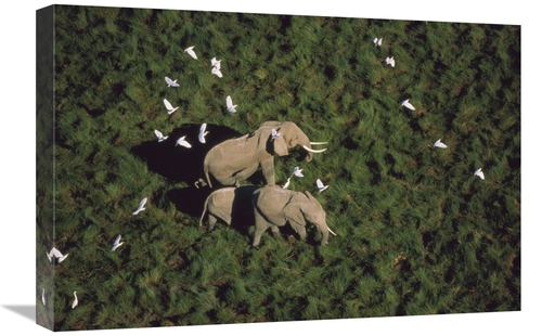 Global Gallery GCS-396800-1624-142 16 x 24 in. African Elephant Parent