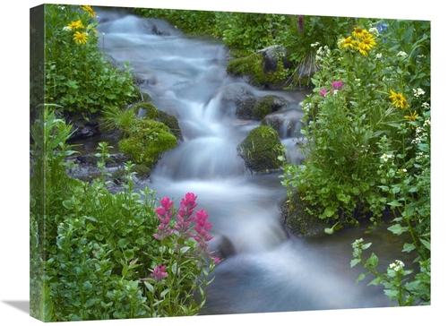 Global Gallery GCS-397012-2024-142 20 x 24 in. Orange Sneezeweed & Ind