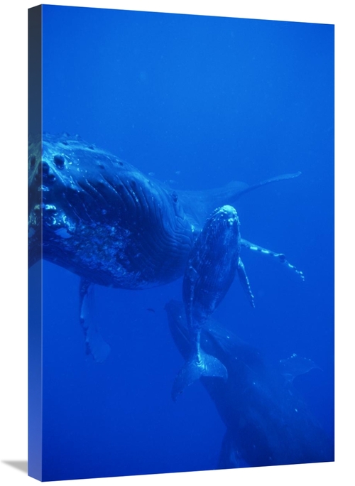 Global Gallery GCS-450935-2030-142 20 x 30 in. Humpback Whale Cow,