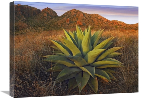 Global Gallery GCS-397178-1824-142 18 x 24 in. Agave Plants & Chisos M