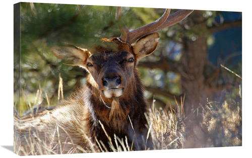 Global Gallery GCS-486482-30-142 30 in. Tranquility Art Print - Vic Sc