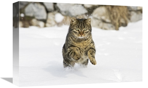Global Gallery GCS-452585-1218-142 12 x 18 in. House Cat Male Running 