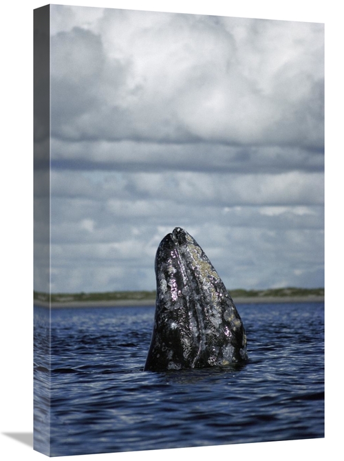 Global Gallery GCS-451697-1624-142 16 x 24 in. Gray Whale Spy-Hopping 