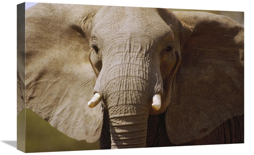 Global Gallery GCS-452797-1624-142 16 x 24 in. African Elephant Close 