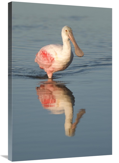 Global Gallery GCS-397354-2436-142 24 x 36 in. Roseate Spoonbill Wadin