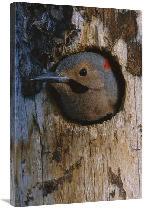 Global Gallery GCS-451927-2436-142 24 x 36 in. Northern Flicker Woodpe