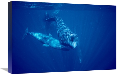Global Gallery GCS-450712-1624-142 16 x 24 in. Sperm Whale Social Grou