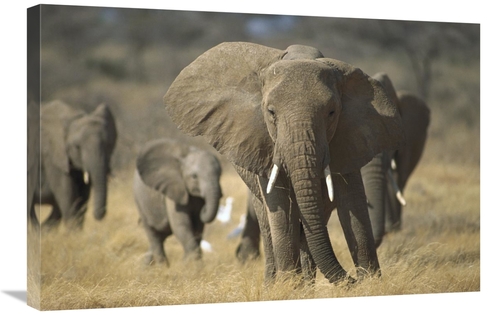 Global Gallery GCS-452748-2030-142 20 x 30 in. African Elephant Group&