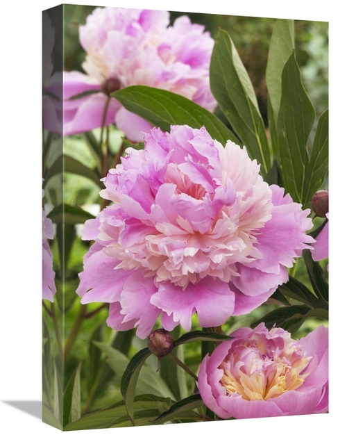 Global Gallery GCS-398386-1218-142 12 x 18 in. Peony Mme Emile Debaten