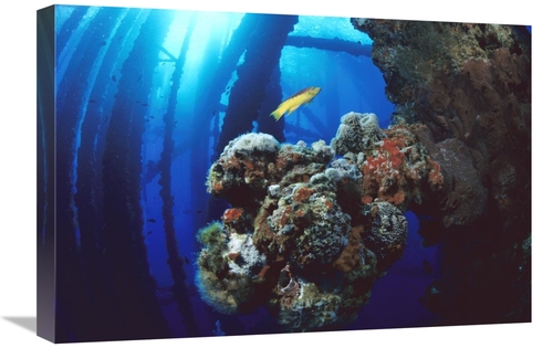 Global Gallery GCS-450721-1624-142 16 x 24 in. Coral Growing on Oil Ri